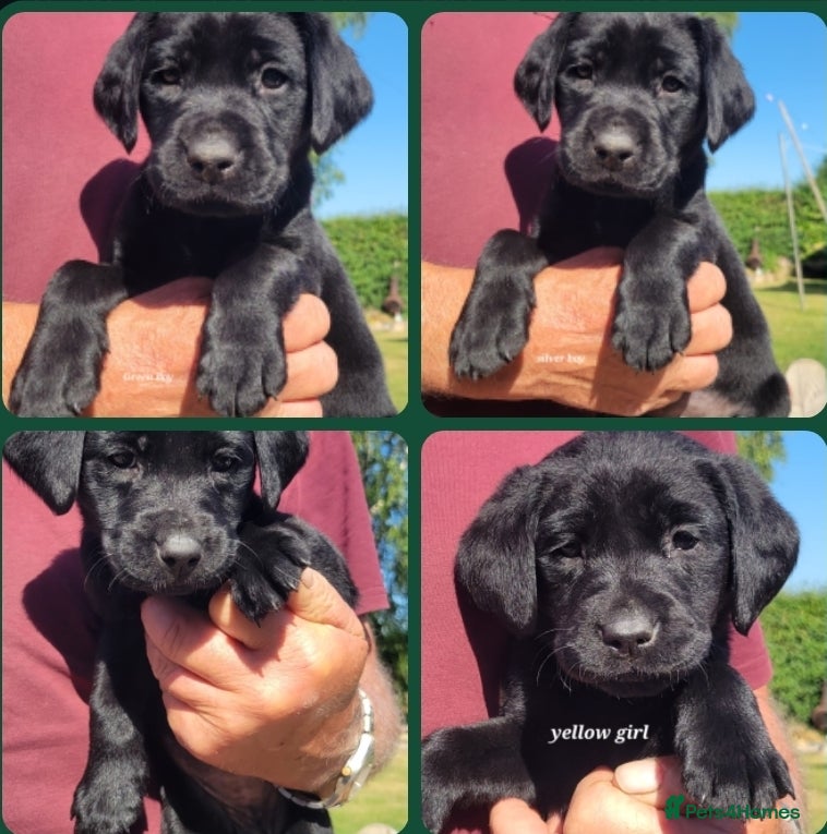Labrador Retriever dogs Labrador Retriever Puppies - Advert 12