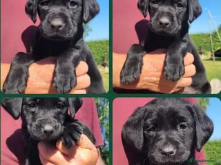 Labrador Retriever dogs Labrador Retriever Puppies - Advert 12