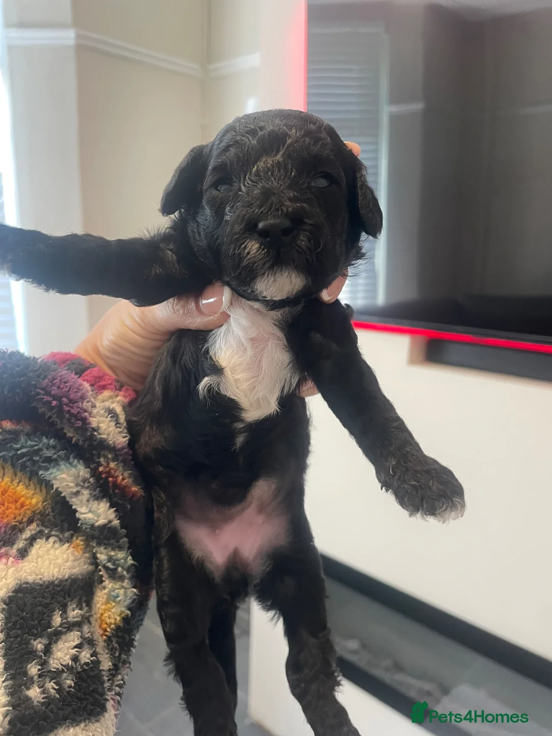 Poochon dogs for sale: ❤️ gorgeous poochons ❤️ - Advert 1