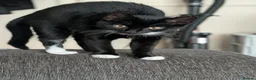 British Shorthair cats for sale: Rehoming our beloved 12 weeks old kittens - Advert 4