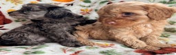 Cavapoo dogs for sale: F1b cavapoo babies - Advert 11