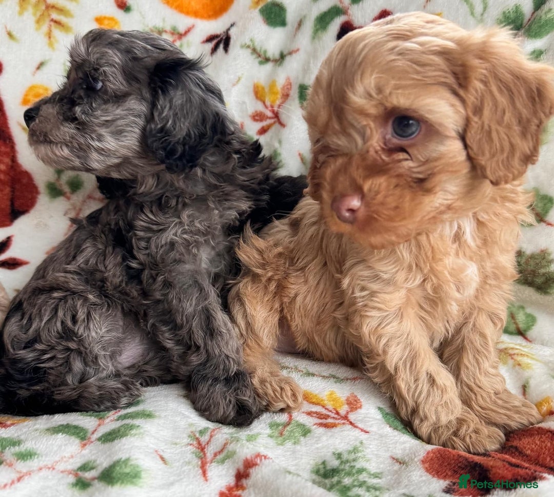 Cavapoo dogs for sale: F1b cavapoo babies - Advert 11
