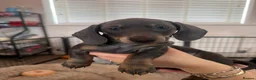 Miniature Dachshund dogs for sale: Miniature short haired dachshund - Advert 2