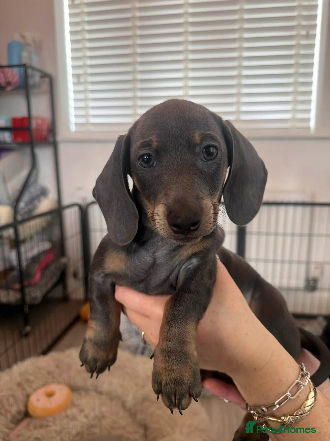Miniature Dachshund dogs for sale: Miniature short haired dachshund - Advert 2