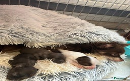 Chihuahua dogs for sale: Chihuahua teacup - Image 18