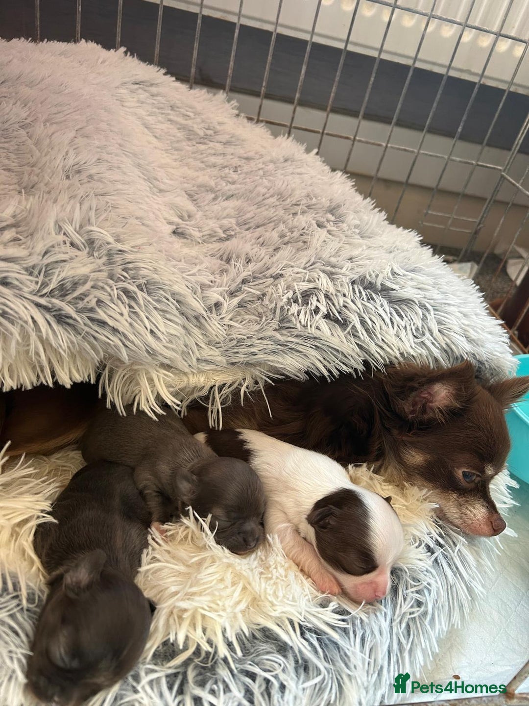 Chihuahua dogs for sale: Chihuahua teacup - Image 18