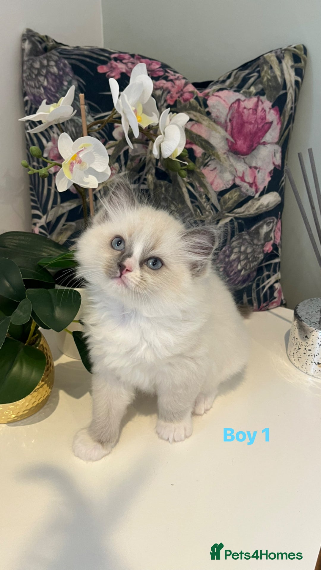 Ragdoll cats for sale: Champion Lines Beautiful Ragdoll Kittens  - Advert 8