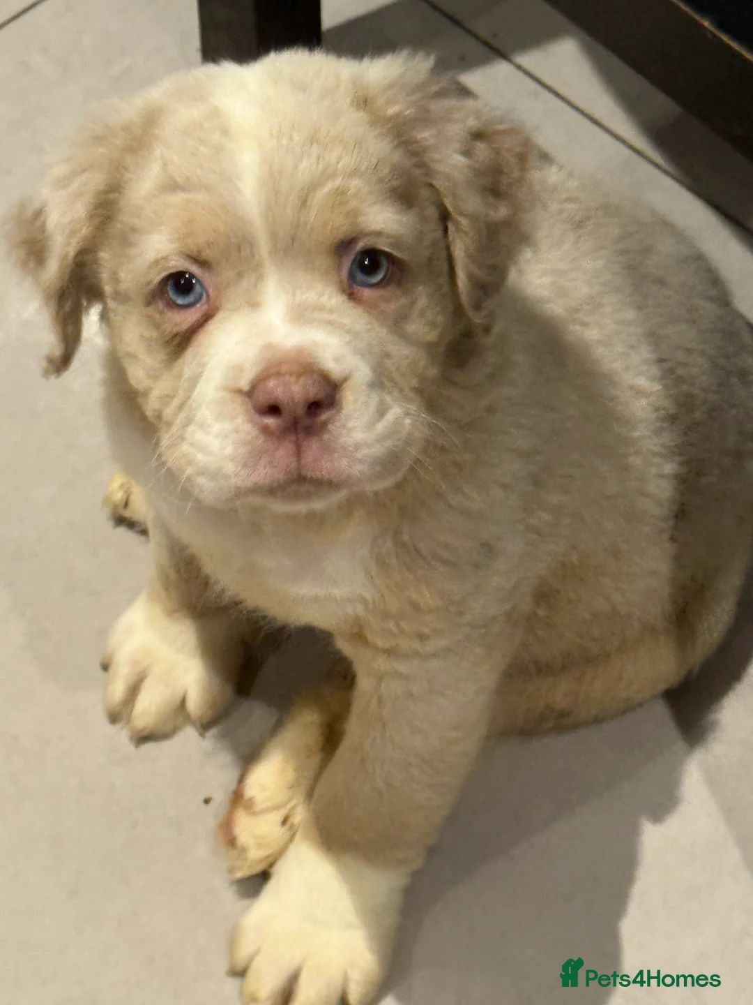 Old Tyme Bulldog dogs for sale: Olde English Fluffy bulldog puppies - Advert 30