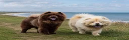 Chow Chow dogs for sale: ❤️🐾STUNNING CHOW CHOW PUPPIES  - Advert 4