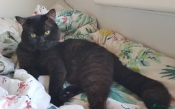 Exotic cats for sale: Stunning Persian Kittens!! - Image 18