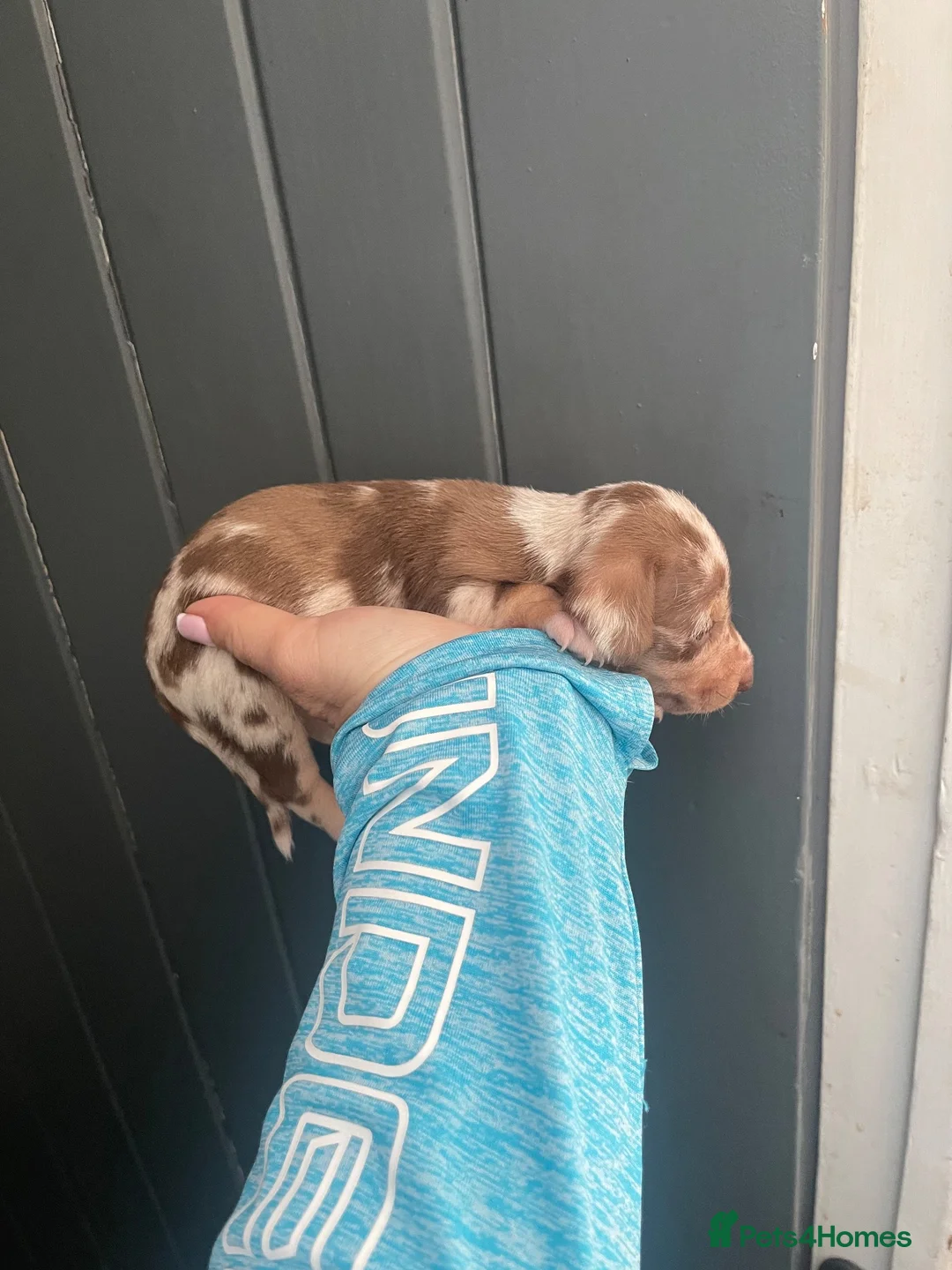 Dachshund dogs for sale: Dachshund puppies  - Advert 17