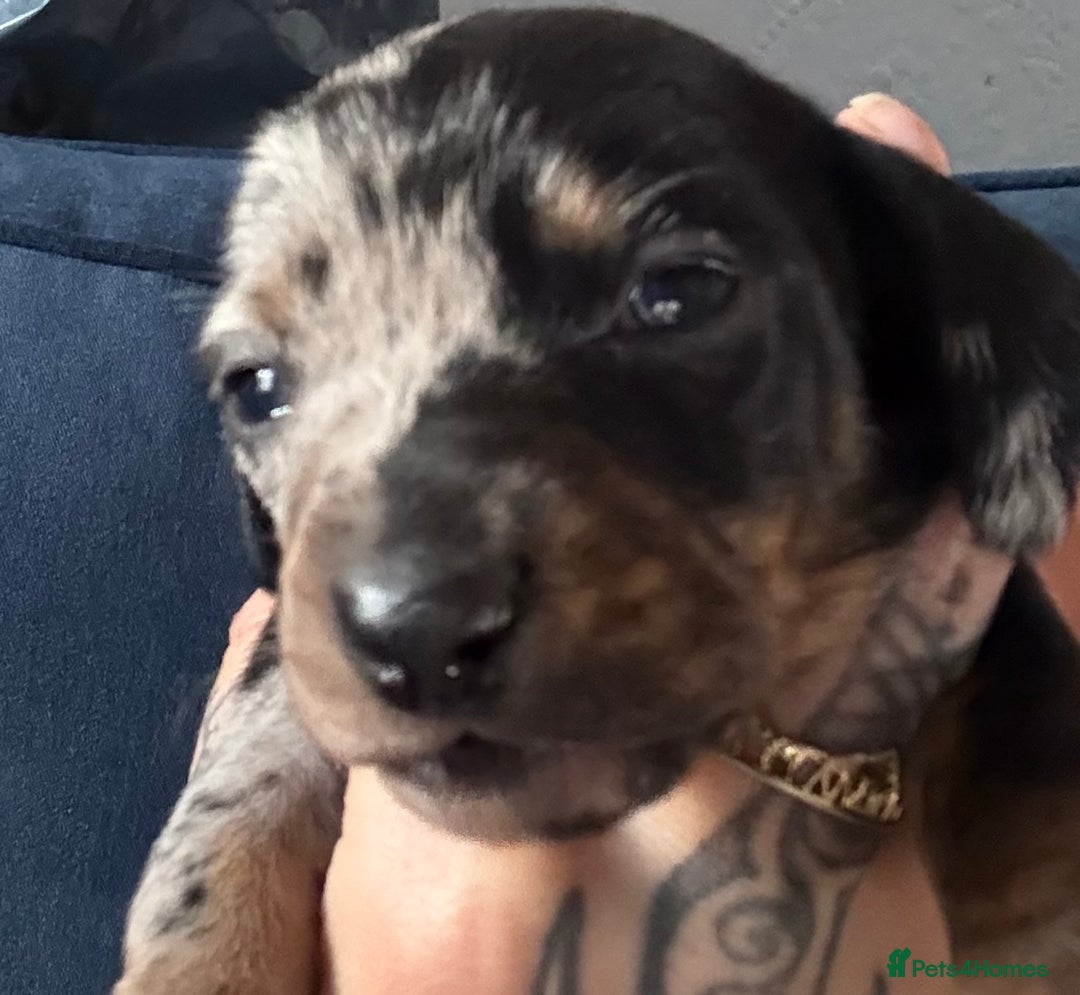 Miniature Dachshund dogs for sale: Miniature dapple dachshund  - Image 6