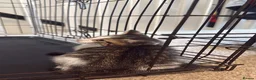 British Shorthair cats for sale: Beautiful mixed British short hair kittens  in Wellingborough - Advert 9
