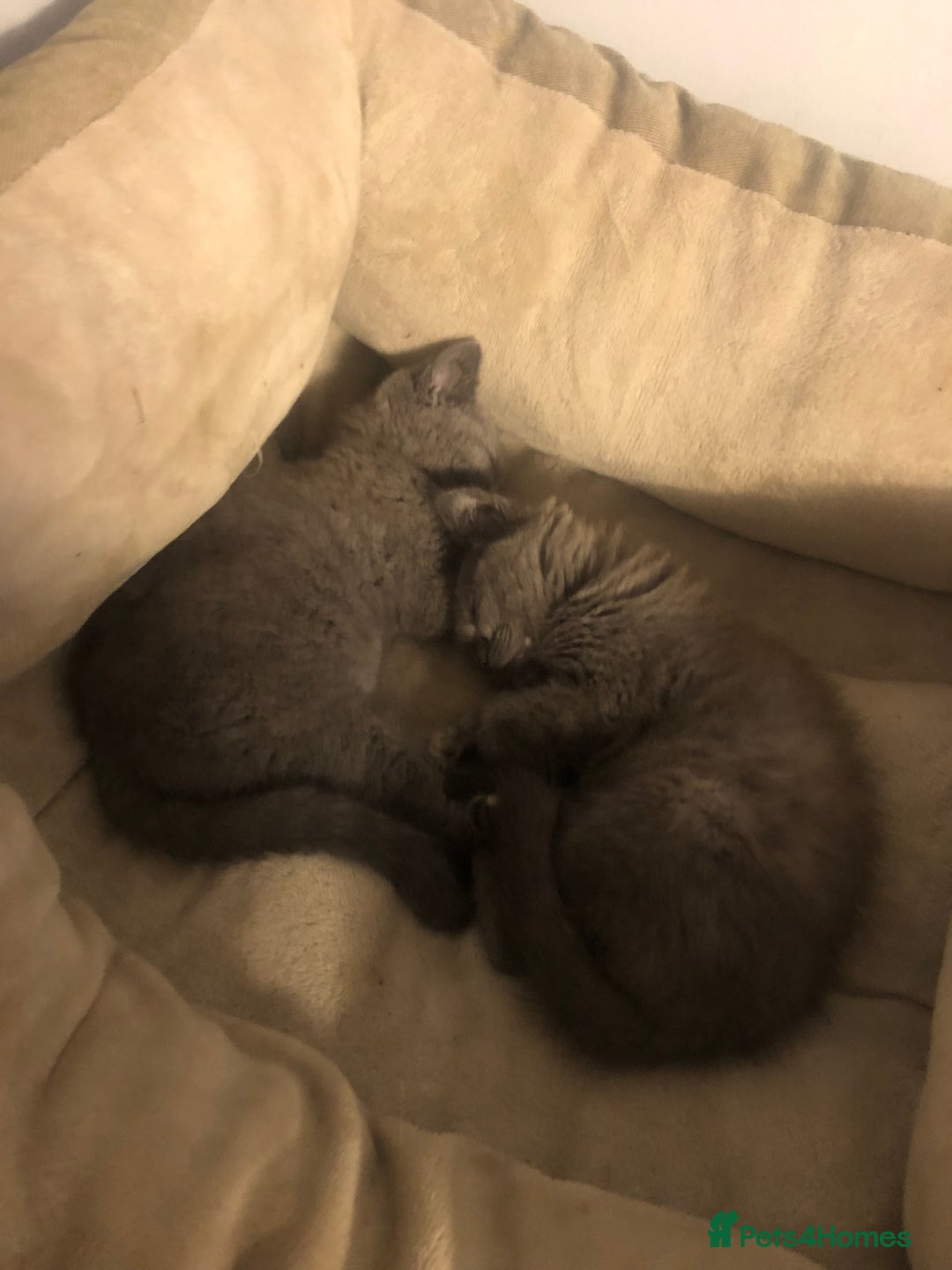 British Shorthair cats for sale: British shorthair kittens  - Image 5