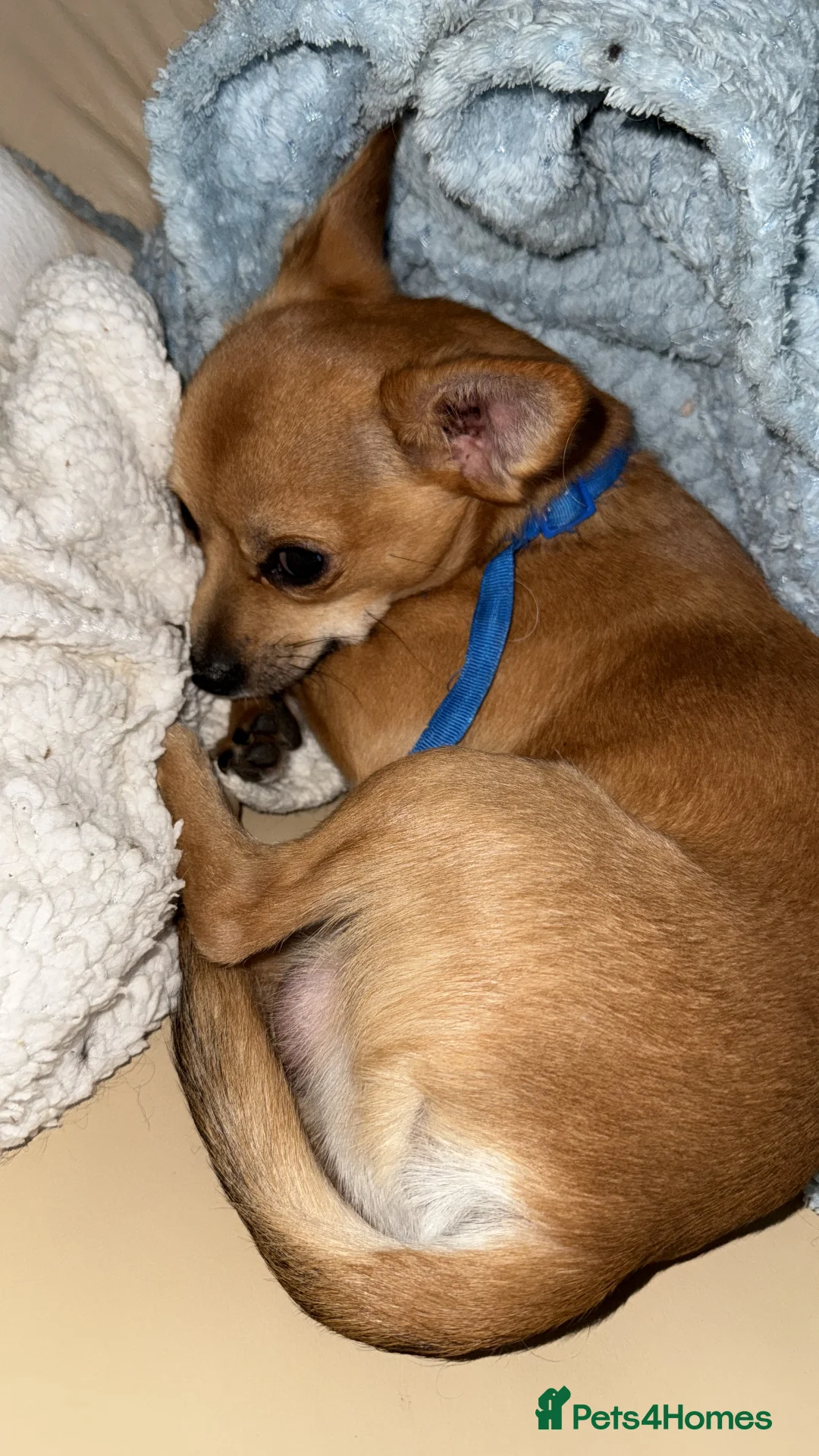 Chihuahua dogs for sale: Adult  **  Chihuahua Boy in Blairgowrie - Advert 2