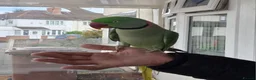 Parrots birds for sale: Super Tamed Alexanderian Parrot for sale - Advert 15