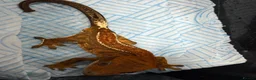 Gecko reptiles for sale: Male cappuccino crested Gecko - Advert 3