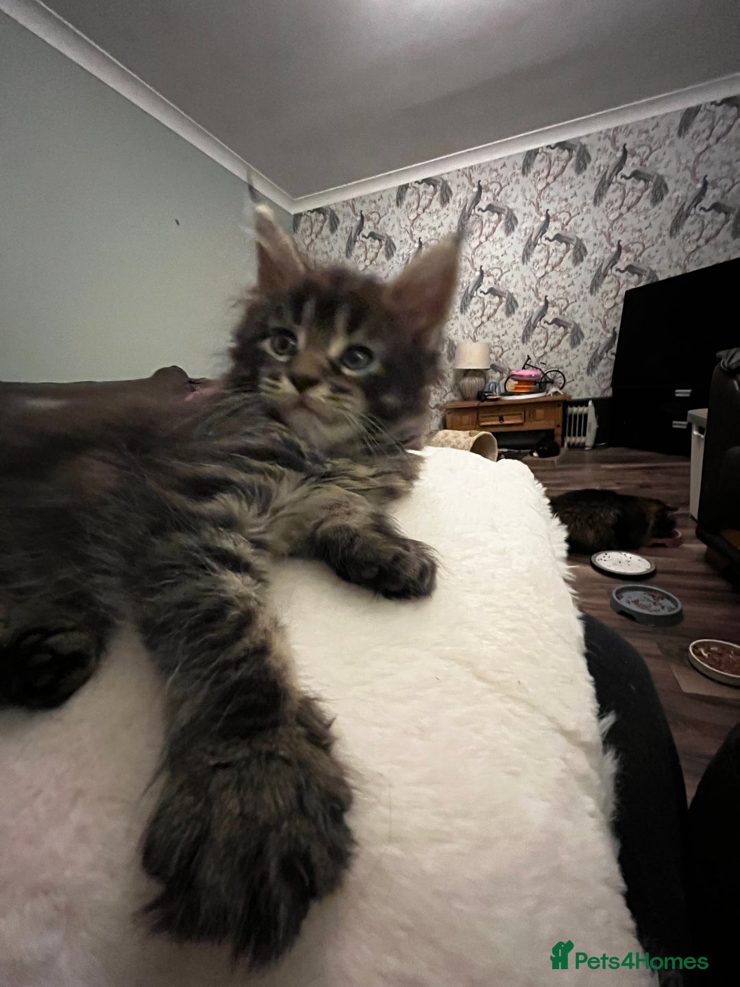 Maine Coon cats for sale:  Pedigree Maine Coon kittens - Advert 9