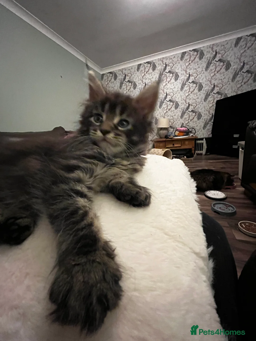 Maine Coon cats for sale:  Pedigree Maine Coon kittens - Advert 9