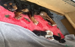 Cavalier King Charles Spaniel dogs for sale: Adorable Cavalier King Charles Spaniel - Image 2
