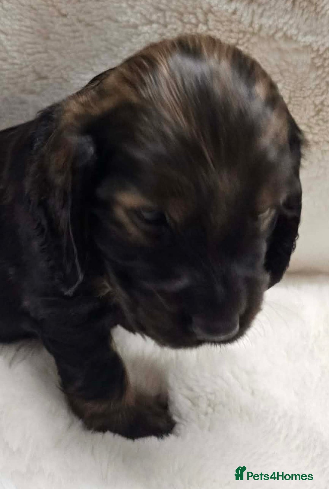 Cocker Spaniel dogs for sale: Litter of gorgeous cocker spaniel puppies  - Advert 27