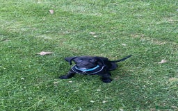 Mixed Breed dogs for sale: RESERVED  - Image 3