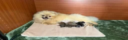 Pomeranian dogs for sale: Teddy Face Poms Puppies European Champion Lines - Advert 2