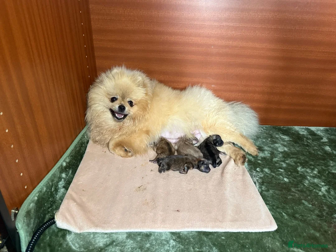 Pomeranian dogs for sale: Teddy Face Poms Puppies European Champion Lines - Advert 2