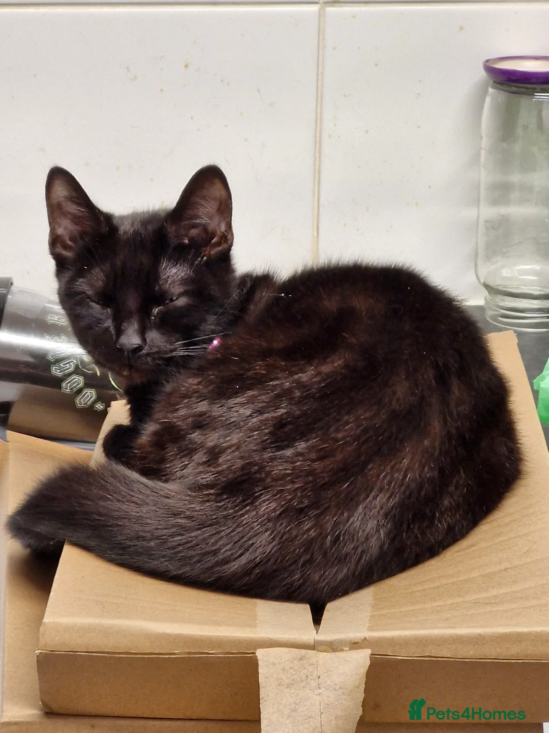 Mixed Breed cats for sale: Female cat 18 months old Free to good home. - Advert 5