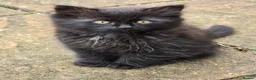 Mixed Breed cats for sale: Domestic longhair  in Bexleyheath - Advert 6