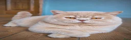 British Shorthair cats for stud: 💦PROVEN‼️GCCF & TICA reg‼️🐾CREAM 🩸Blood B - Advert 3