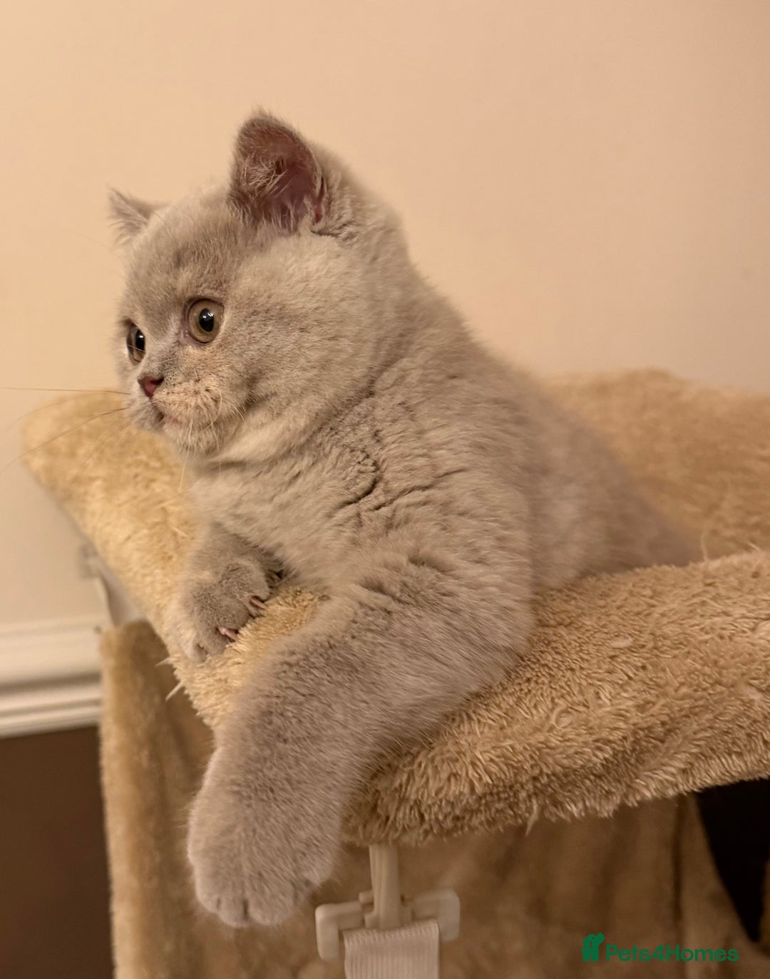 British Shorthair cats for sale: Lilac Tortie British Shorthair Female - Advert 11