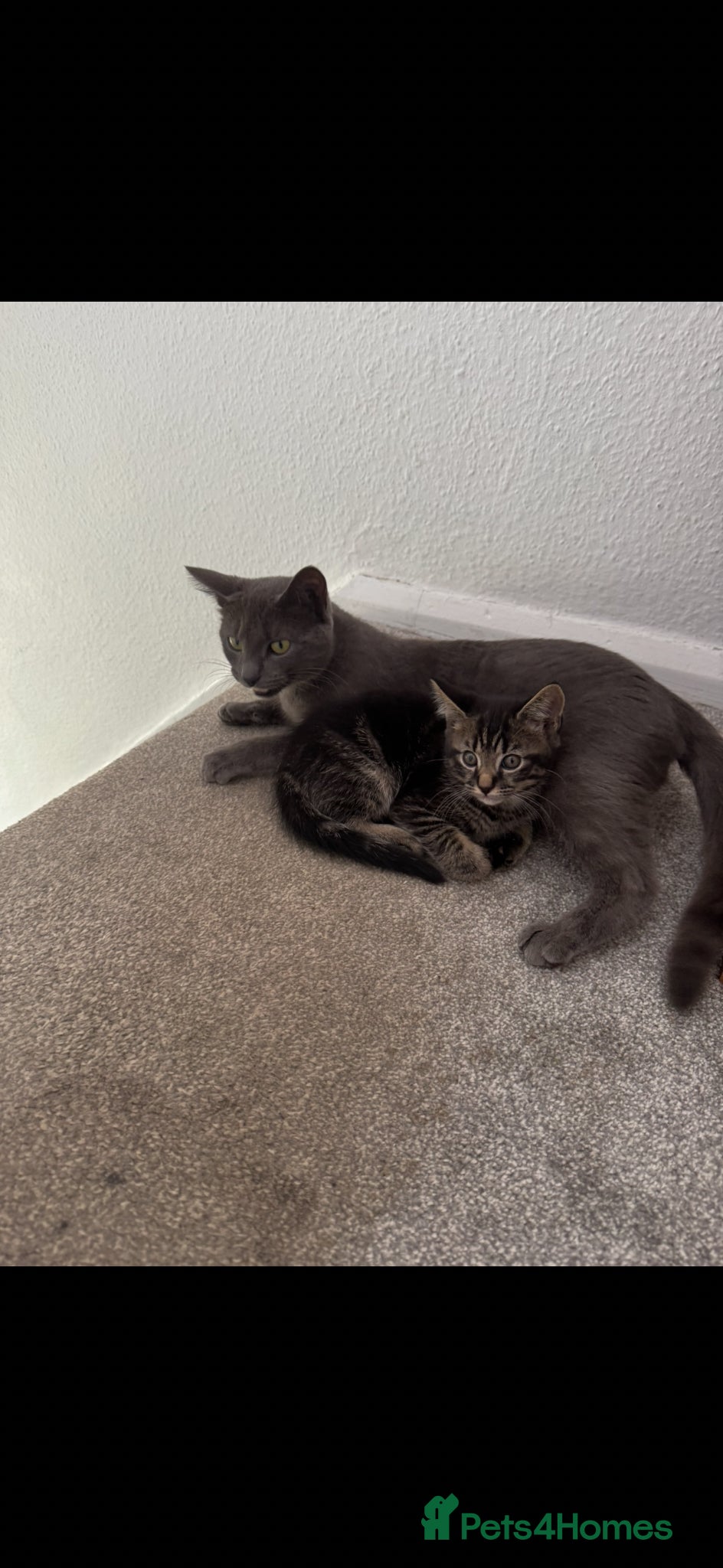 Mixed Breed cats 5 kittens ready for new homes  - Advert 1