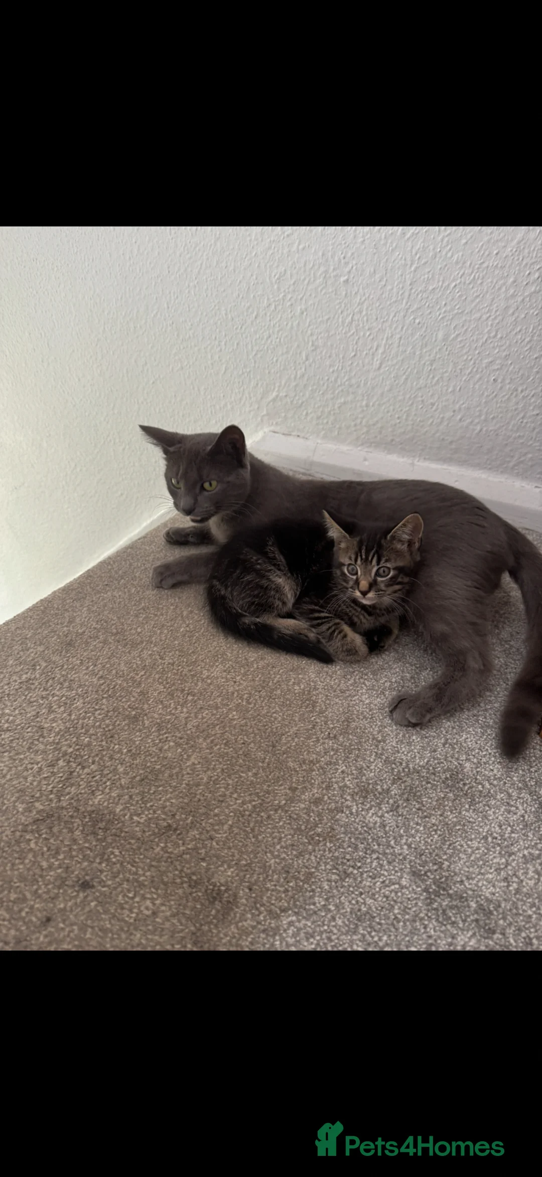 Mixed Breed cats for sale: 5 kittens ready for new homes  - Advert 1