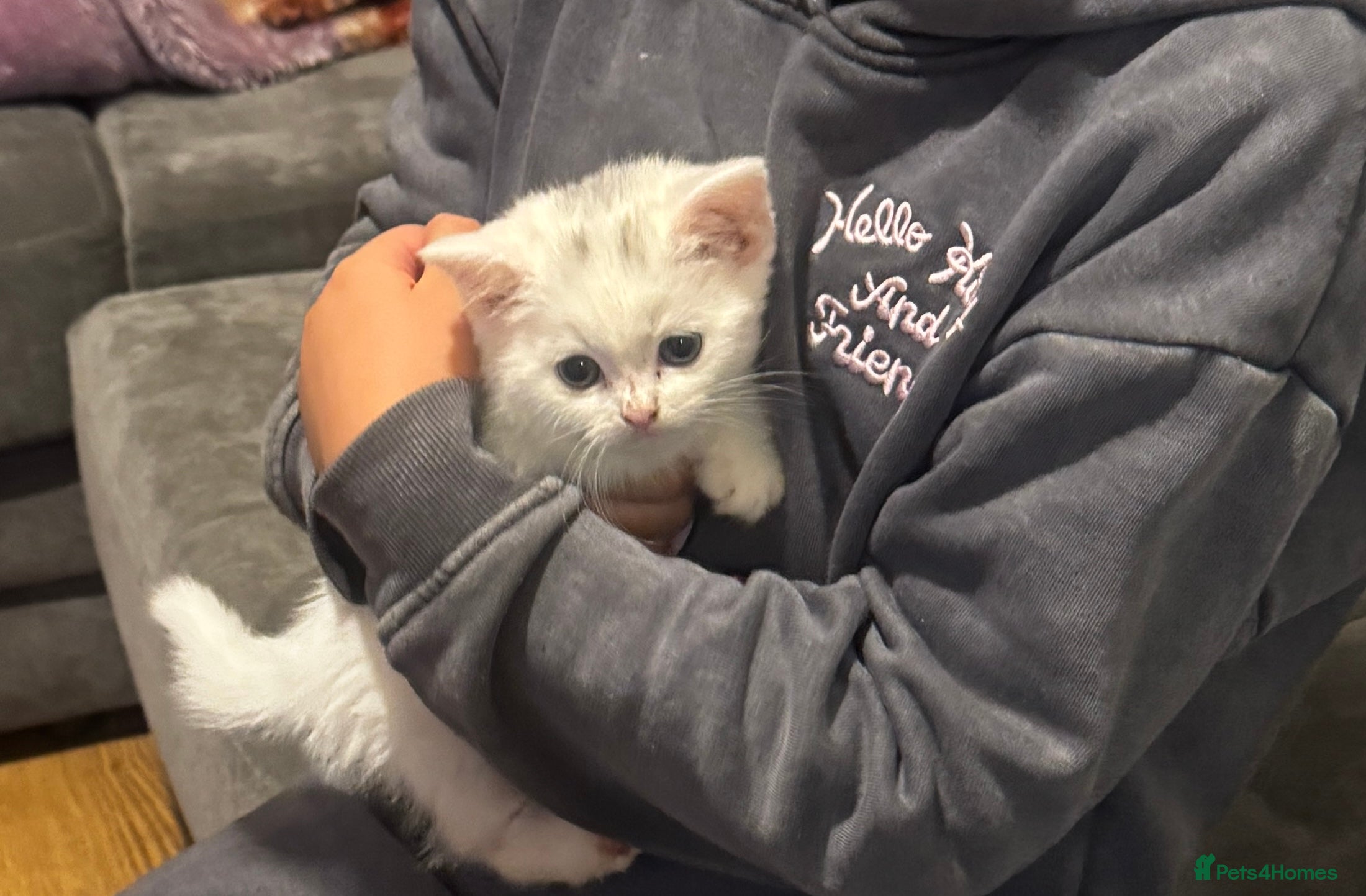 British Shorthair cats Half British shorthair white Kitten - Advert 2