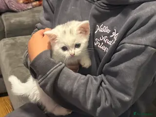 British Shorthair cats Half British shorthair white Kitten - Advert 1