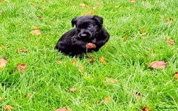 Mixed Breed dogs for sale: Dutch shepherd X pointer puppies  - Advert 14