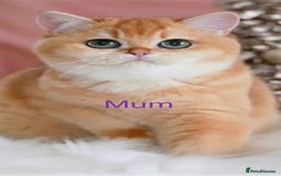British Shorthair cats for sale: 💕Rare Show Quality Golden BRI ny12 Girl 💕 - Image 11