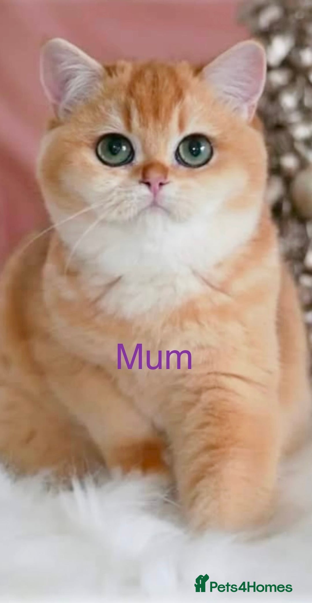 British Shorthair cats for sale: 💕Rare Show Quality Golden BRI ny12 Girl 💕 - Image 11