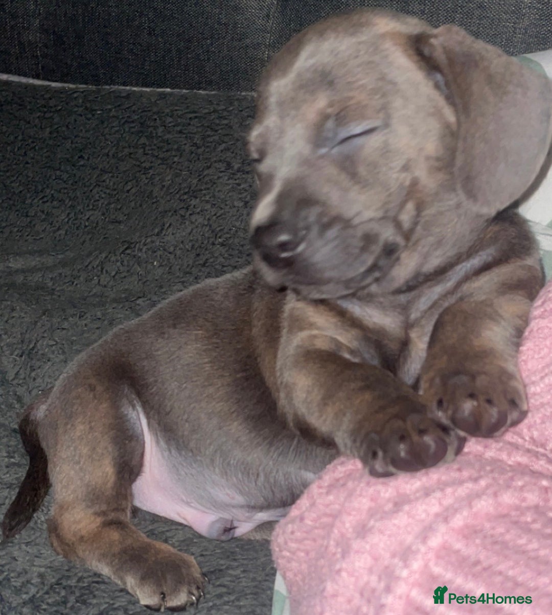 Mixed Breed dogs for sale: Frenchie/ dashund  - Advert 8