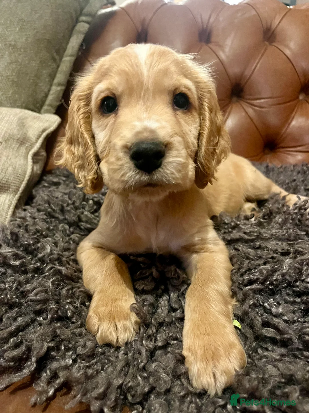 Cockapoo dogs for sale: ONE BOY LEFT.  F1 COCKAPOO - Advert 1