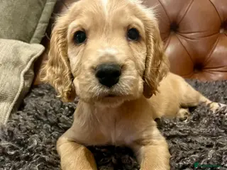 Cockapoo dogs PERFECT BLONDE F1 COCKAPOO - Advert 1