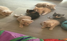 British Shorthair cats for sale: Beautiful half British shorthair kittens  - Image 6