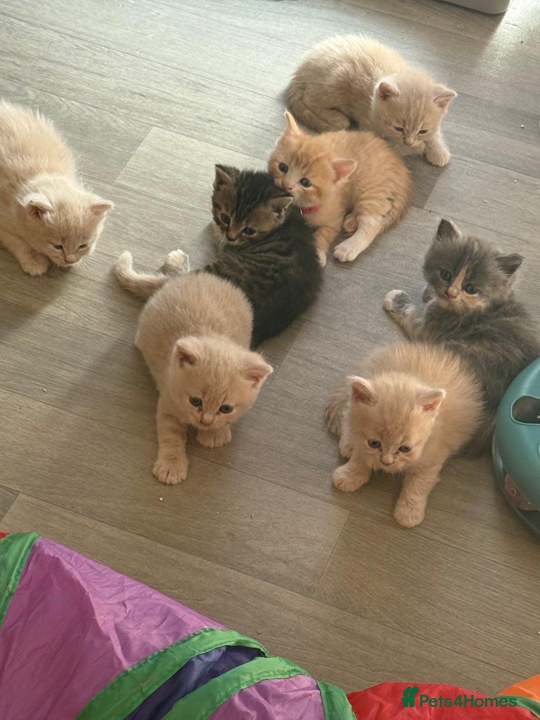 British Shorthair cats for sale: Beautiful half British shorthair kittens  - Image 6