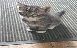 Mixed Breed cats for sale: Adventurous Kittens - Image 2
