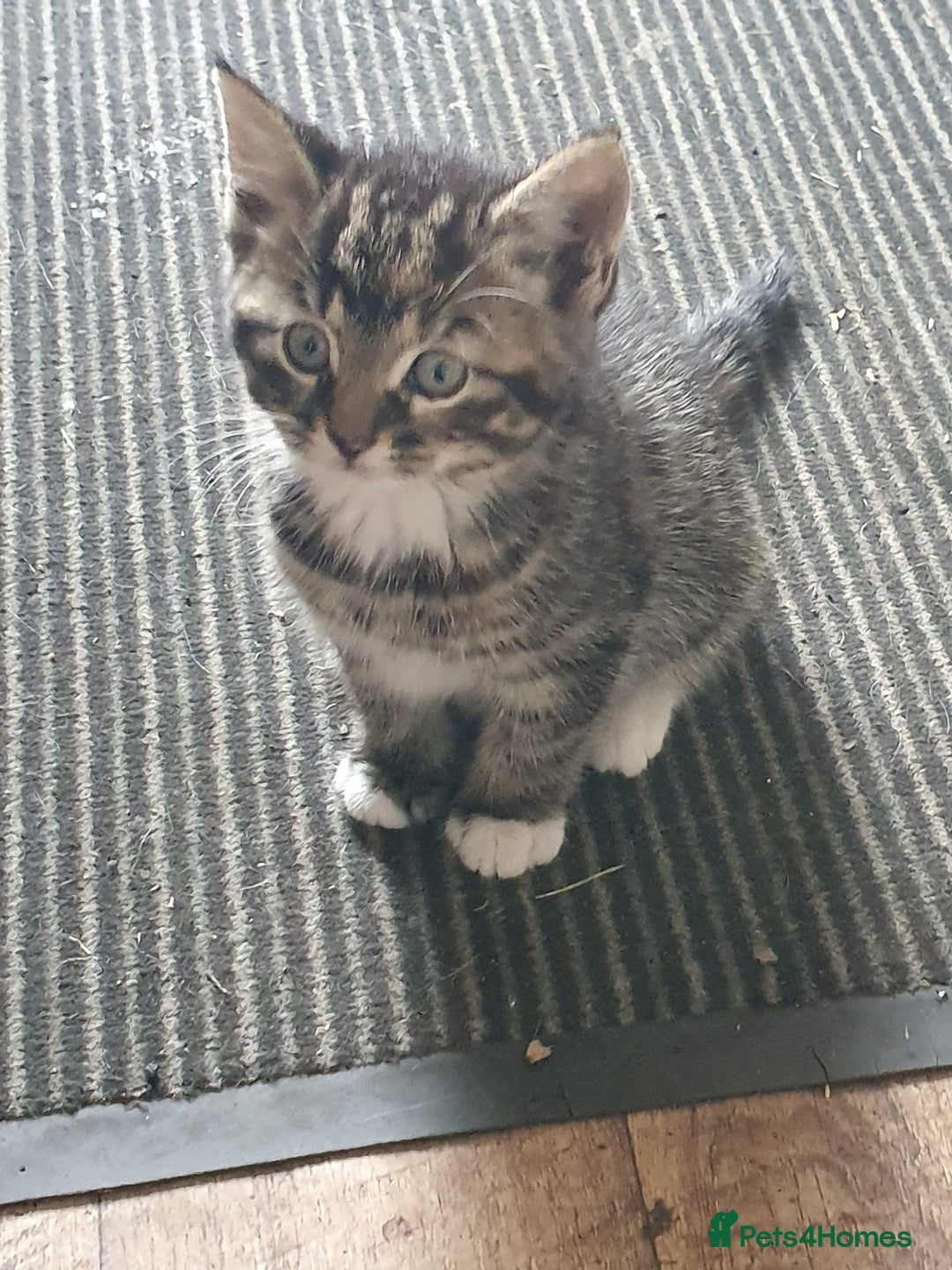 Mixed Breed cats for sale: Adventurous Kittens - Image 2