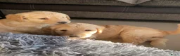 Goldendoodle dogs for sale: Two gorgeous goldendoodles. F1 girls - Advert 7