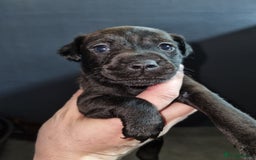 Patterdale Terrier dogs for sale: PATTERDALE PUPS FOR SALE (Nutall lines) - Image 13