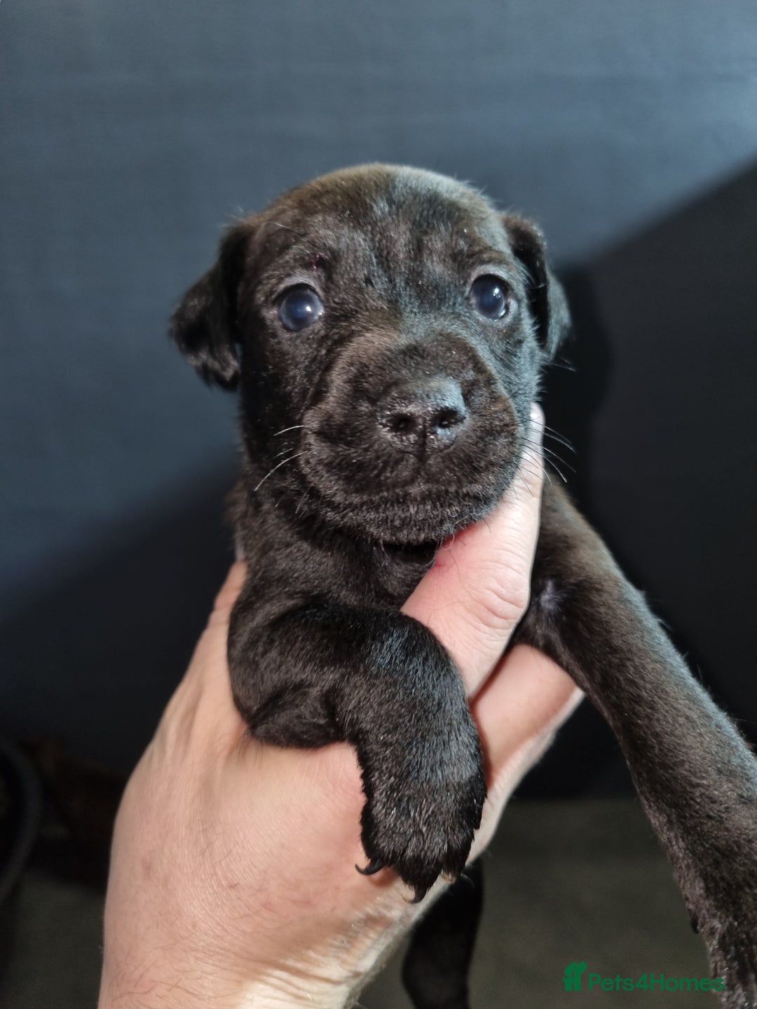 Patterdale Terrier dogs for sale: PATTERDALE PUPS FOR SALE (Nutall lines) - Image 13