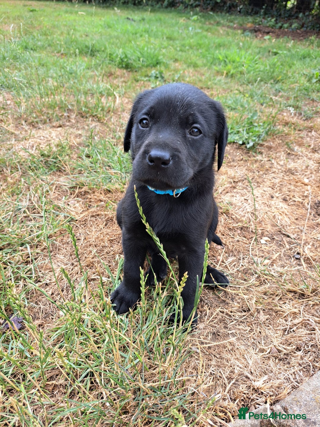 Labrador Retriever dogs for sale: Adorable Black Labrador puppies 4 boys available  - Image 5